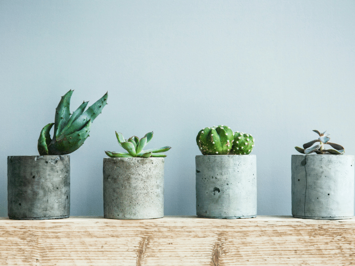 succulents planted in pots